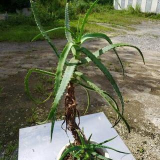 植物アロエ