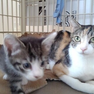 母猫と子猫二匹で里子に出ました　三毛母猫　推定2-3才