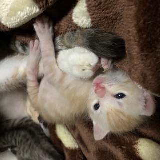 【一時停止中】８月２９日生まれの茶トラ仔猫