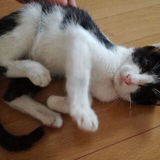 生後2ヶ月の子猫を保護しました！里親になってくださるかたを探してます