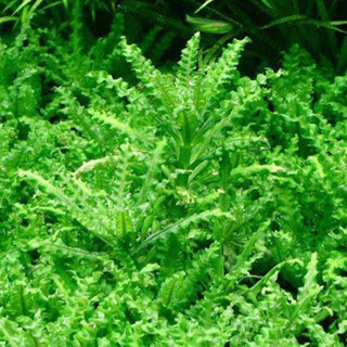 水草 ポゴステモンヘルフェリー  繁殖株✨