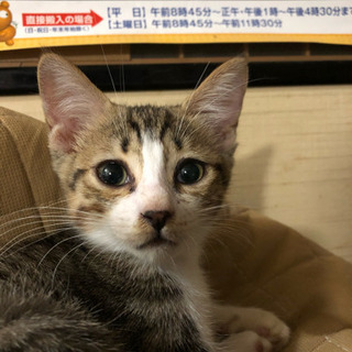 約3ヶ月のメスのキジトラの子猫