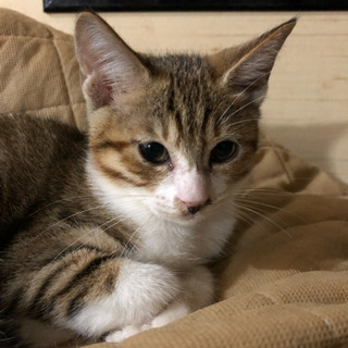 約3ヶ月位のメスのキジトラの子猫
