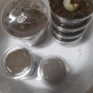 カブト、クワガタ幼虫セット