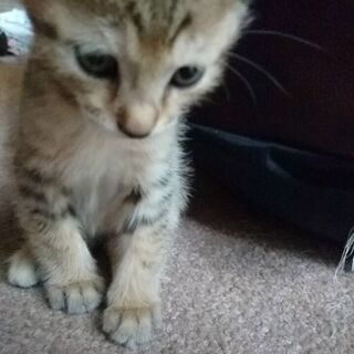 生後１ヶ月～２ヶ月の男の子猫です