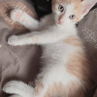 再募集！生後３ヶ月～４ヶ月の子猫です🎵