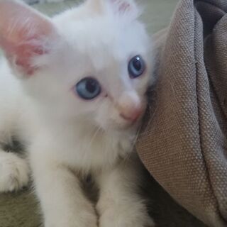 子猫の里親募集