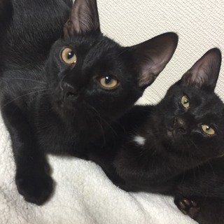 お話し大好き黒猫ヘイちゃん