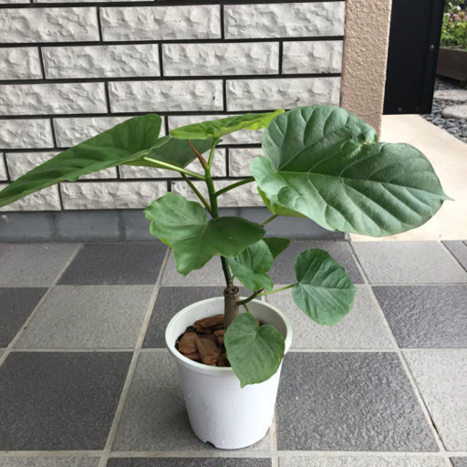 観葉植物 フィカス ウンベラータ その2
