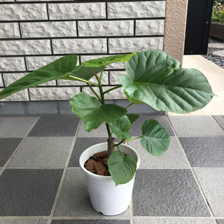 観葉植物 フィカス ウンベラータ その2