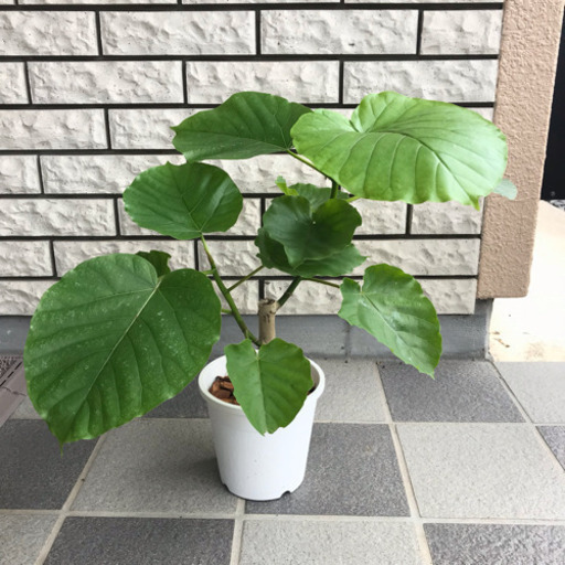 観葉植物 フィカス  ウンベラータ その3