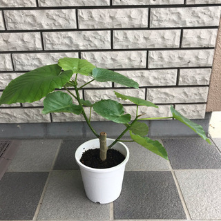 観葉植物 フィカス  ウンベラータ その4