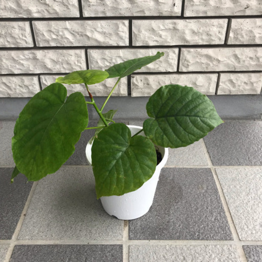 観葉植物 フィカス  ウンベラータ その5