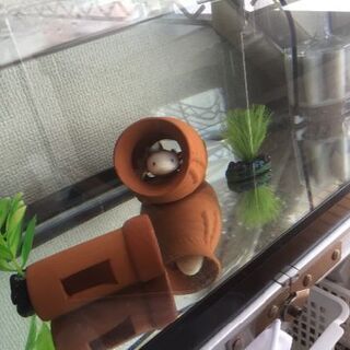 ウーパールーパー