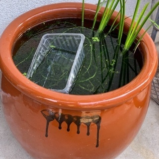 ミユキメダカ血統  ビオトープ 大きな壺 水槽 睡蓮鉢