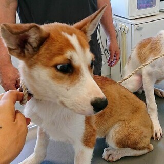 里親キャンセル　小柄な男の子です！ - 犬