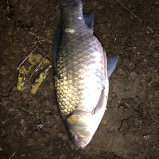 釣り仲間募集 - 友達