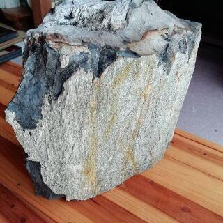 木の化石 珪化木