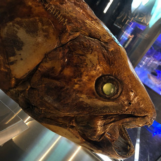 魚！動物！🐟 - 渋谷区