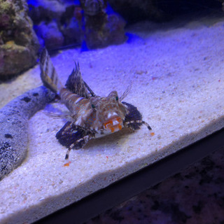 魚！動物！🐟 − 東京都