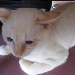 里親決定！有難うございました！まだ子供🐱弱っていた小柄な可愛い男...