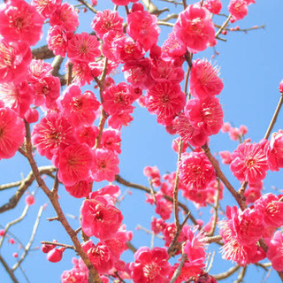 梅酒祭り🍎北野天満宮✨