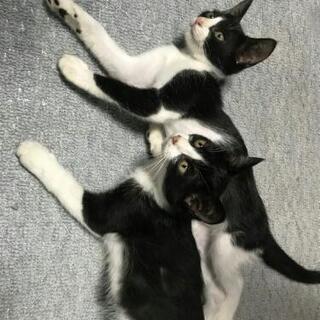 子猫の里親募集！