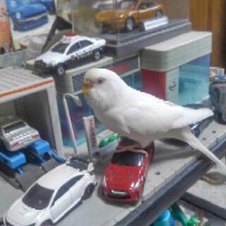 お話中です。助けて上げて下さい。手乗りで慣れてます。白のインコの...
