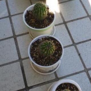 サボテン　