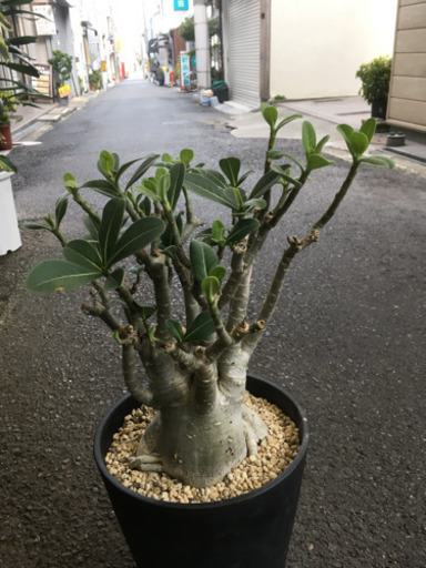 観葉植物 アデニュウム