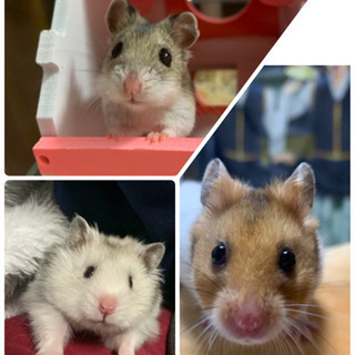ハムスター＆うさぎ好きLINEグループ仲間募集！