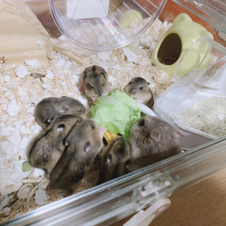 ハムスター＆うさぎ好きLINEグループ仲間募集！ - 大田区