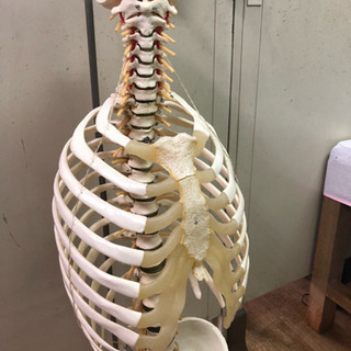 脊柱骨格 模型・大腿骨、胸郭付き～人体模型