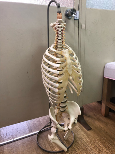 脊柱骨格 模型・大腿骨、胸郭付き～人体模型