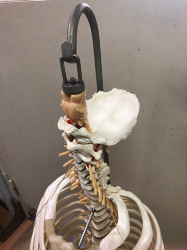 脊柱骨格 模型・大腿骨、胸郭付き～人体模型
