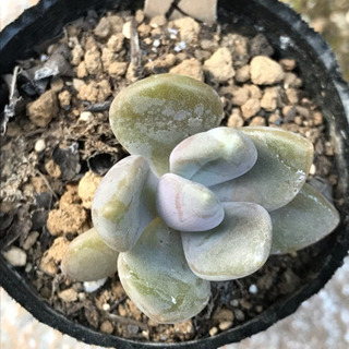 多肉植物  月下美人