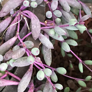 多肉植物  ルビーネックレス