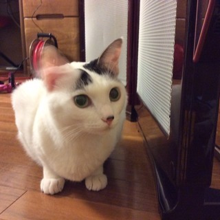 ネコが行方不明になってしまいました。横浜市鶴見区駒岡4丁目付近です。