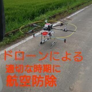 R4 堆肥使用 高品質 ミルキークイーン 先端農家の作るお米の画像