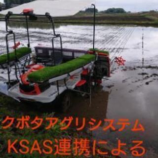 R4 堆肥使用 高品質 ミルキークイーン 先端農家の作るお米の画像