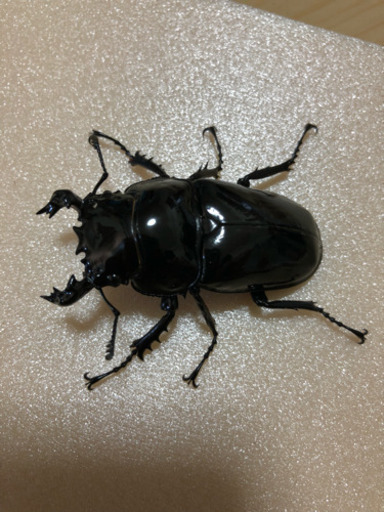 ’19年 新成虫 タランドゥスペア