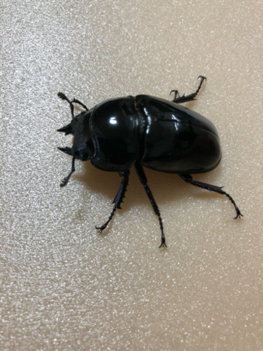 ’19年 新成虫 タランドゥスペア