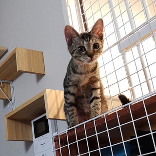 【募集停止】キジトラ子猫のきーちゃん