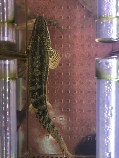 ビキールビキール  セミショート