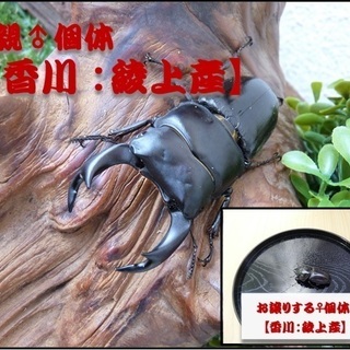 【親子団欒クワガタ】飼育に挑戦されてみませんか？の画像