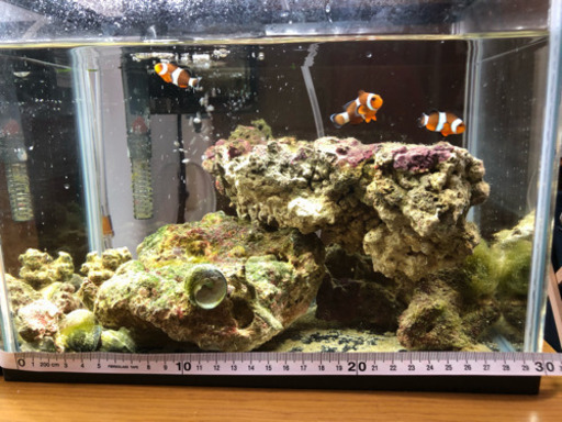 海水水槽 カクレクマノミ ライブロック セット