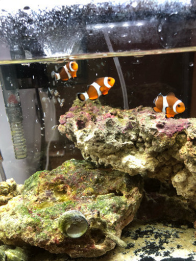 海水水槽 カクレクマノミ ライブロック セット