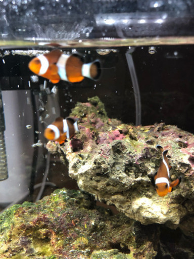 海水水槽 カクレクマノミ ライブロック セット