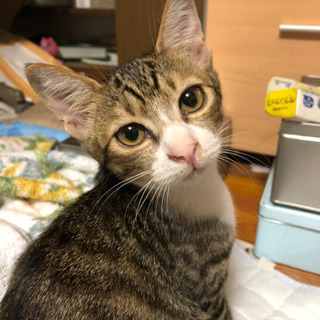 ４ヶ月のキジトラ猫のメス子猫
