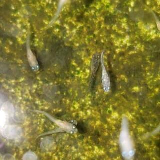 メダカ　幼魚　稚魚　針子　生後4週間